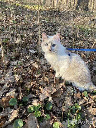 Кошечка для вязки