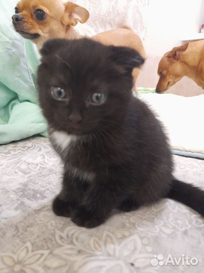 Шотландские котята