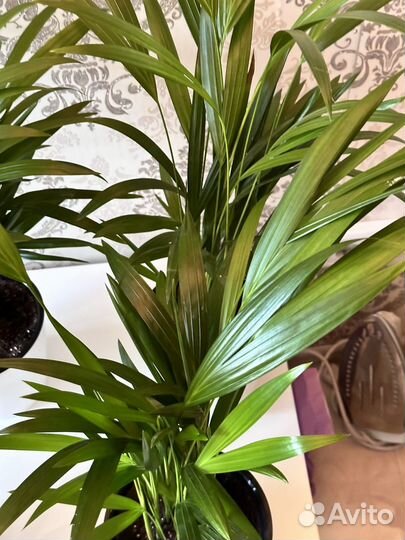 Дипсис пальма (60см) густые крупные