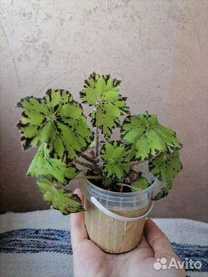 Бегония декоративно лиственная