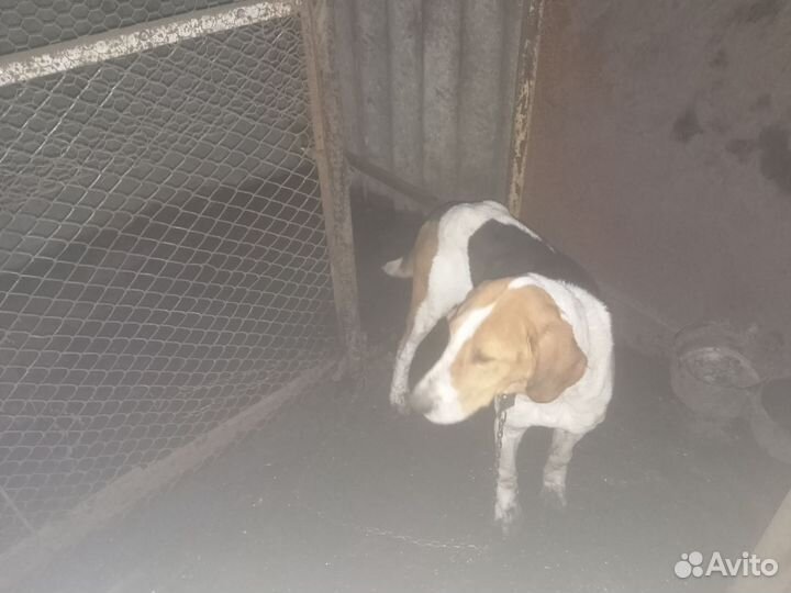 Русская пегая гончая