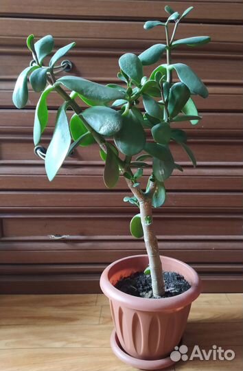 Толстянка(денежное дерево)