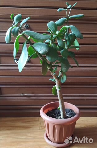 Толстянка(денежное дерево)