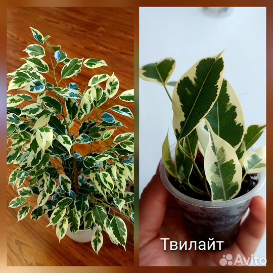 Редкие фикусы