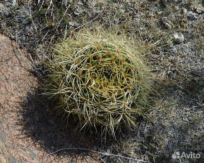 Дикие семена кактуса. Gymnocalycium