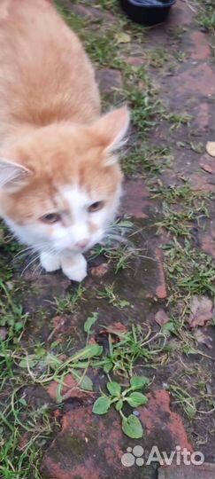 Мэйкун котята