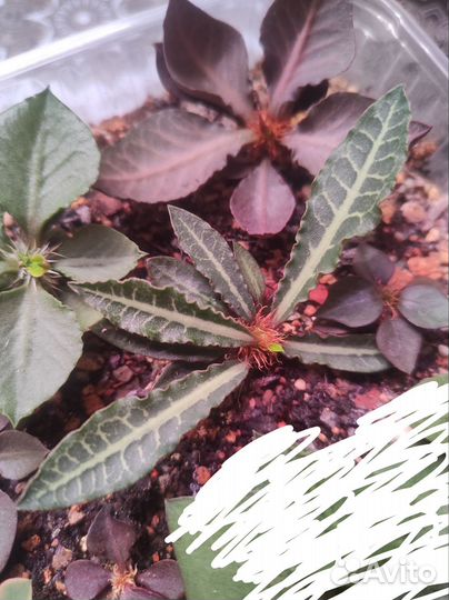 Euphorbia francoisii hybrid