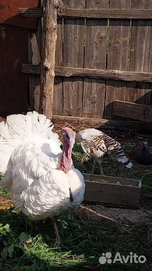 Индюки, цесарки