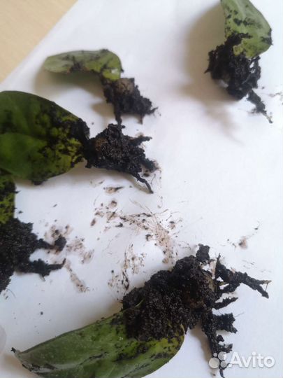 Замиокулькас