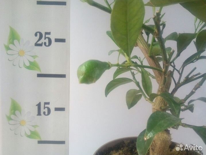 Лимонное дерево с плодами