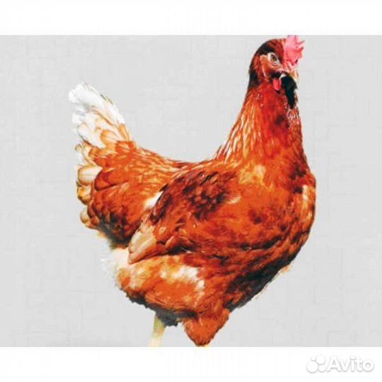 Курочки несушки