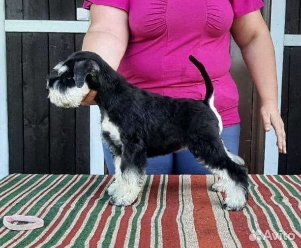 Цвергшнауцер