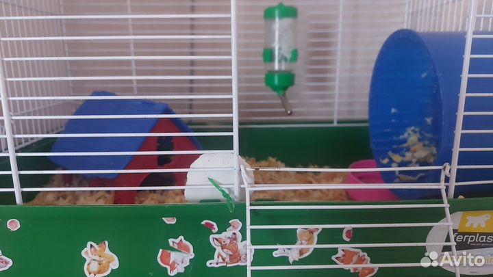 Хомяк с клеткой