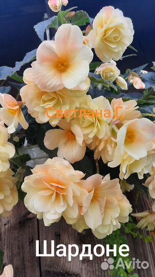 Бегония Шардоне