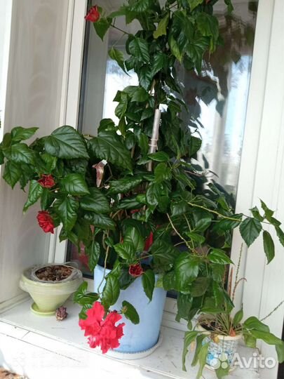 Гибискус китайская роза