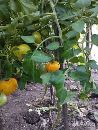 Помидоры свежие домашние