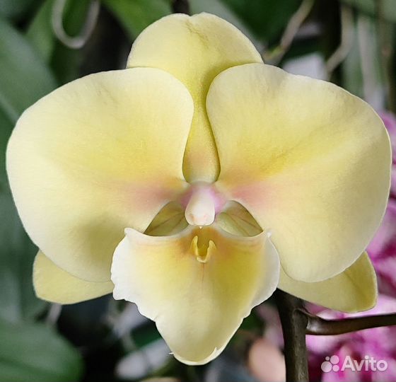 Орхидея фаленопсис
