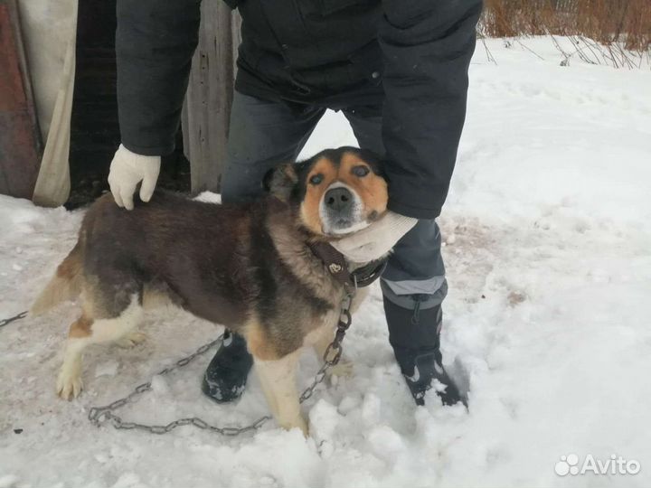 Собака в добрые руки отдам бесплатно