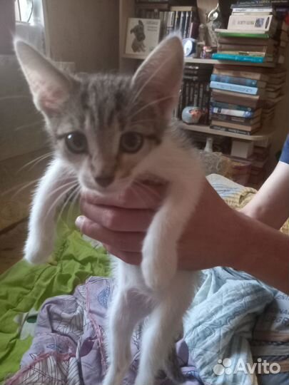 Милашки котята ищут дом Месяца 2,5-3