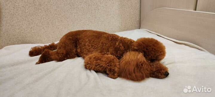 Вязка кобель той пудель