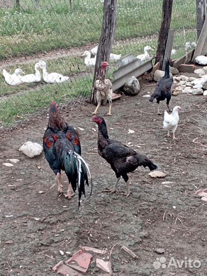 Бойцовые куры