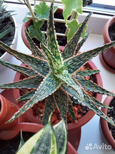 Алоэ витро (aloe vitro) /суккулент