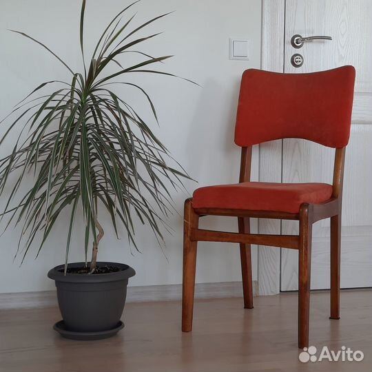 Драцена. Юкка. Папирус