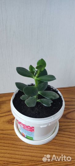 Толстянка, денежное дерево