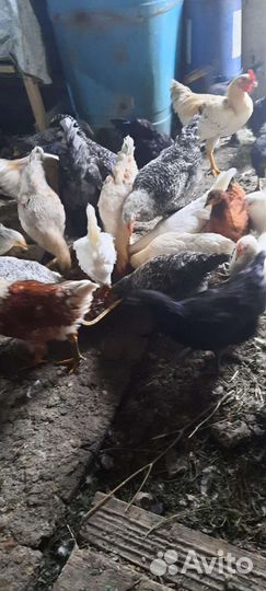 Куры и петухи