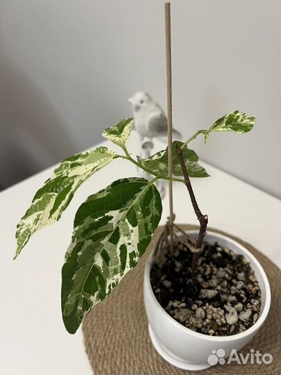 Фикус Эректа