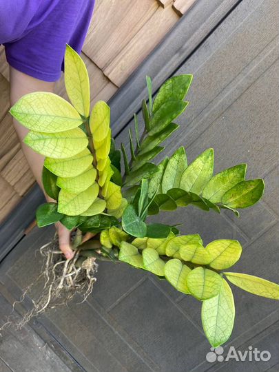 Замиокулькас акебоно