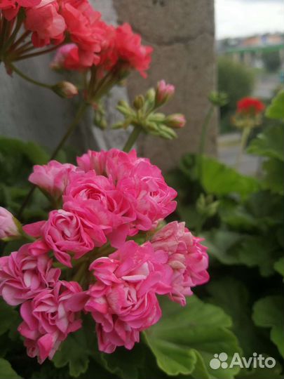 Пеларгония герань