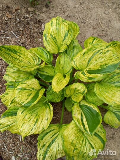 Хосты в ассортименте