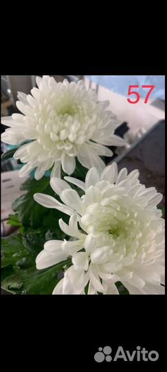 Черенки хризантемы корейские