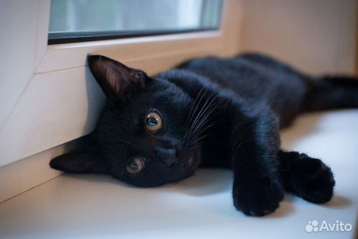 Черный котенок Балу ищет дом