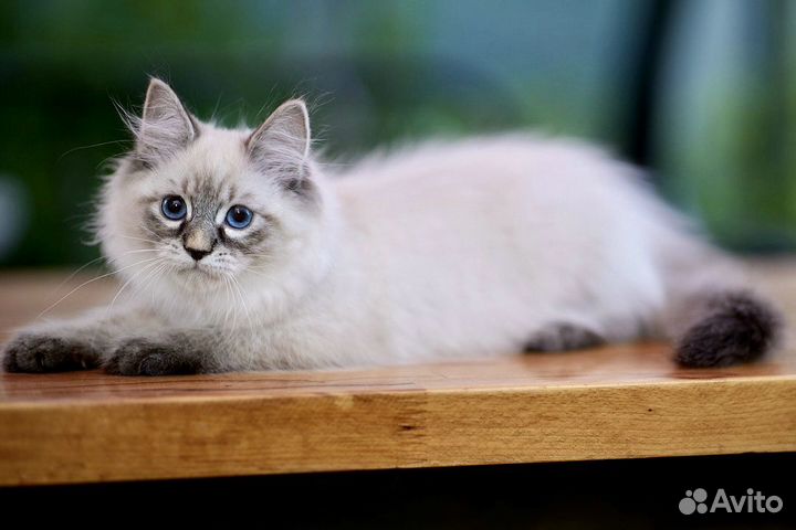 Невский маскарадный котёнок