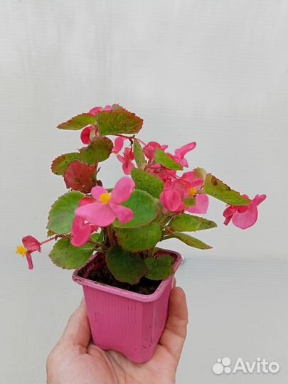 Бегония вечноцветущая