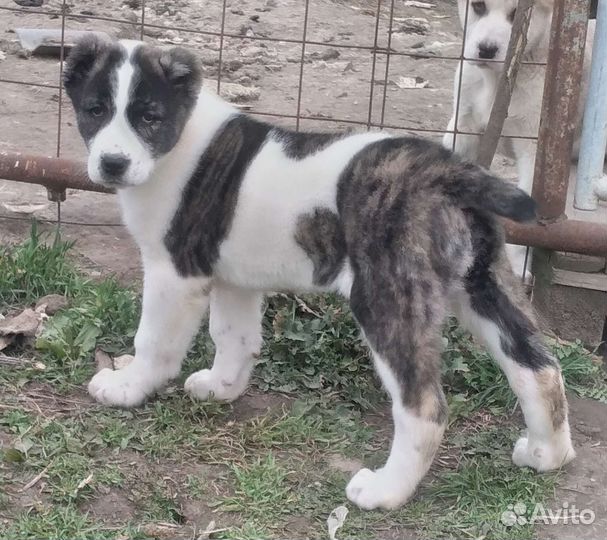 Среднеазиатская овчарка алабай щенки