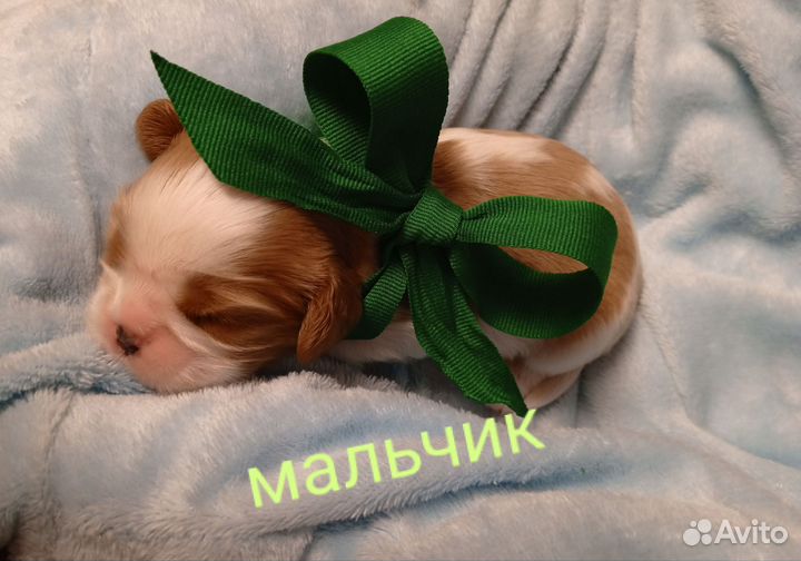 Кавалер кинг чарльз спаниель