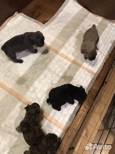 Щенки французкого бульдога