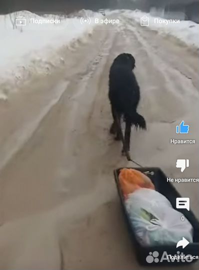 Хотошо бмв чистокровный на вязку