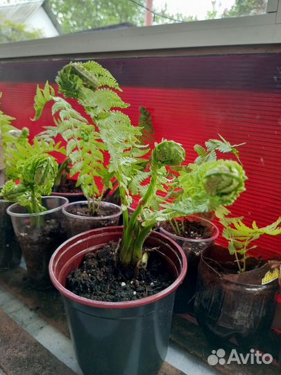 Многолетние садовые растения