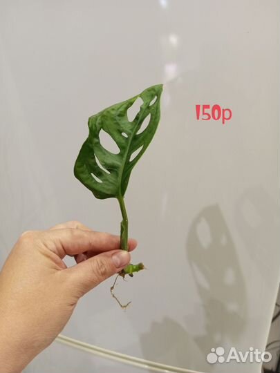 Монстера манки