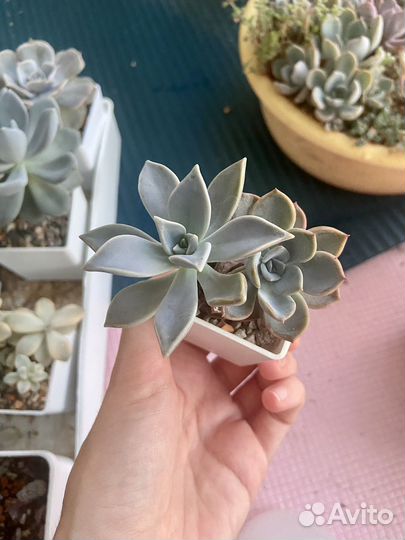 Суккуленты