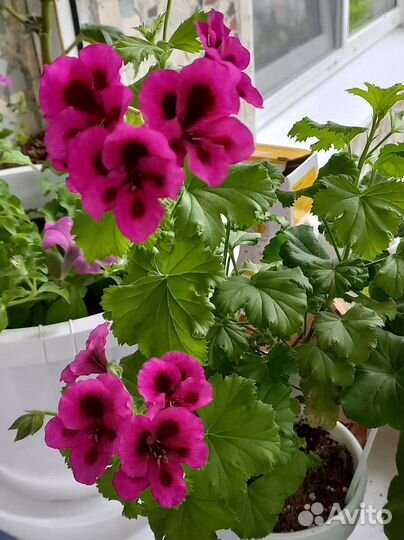 Пеларгония герань