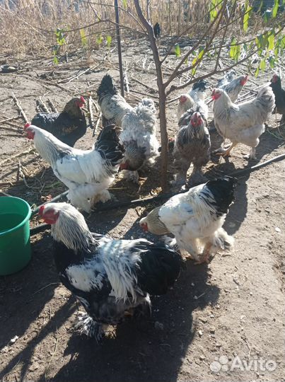 Продаются семимесячные петухи Брама