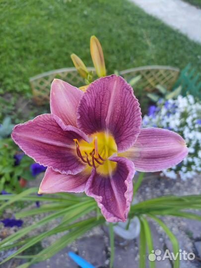 Лилейник, многолетник