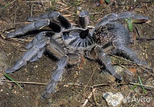 Паук птицеед