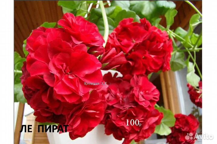 Пеларгонии, Флоксы, Ромашки, Доставка, Почтой