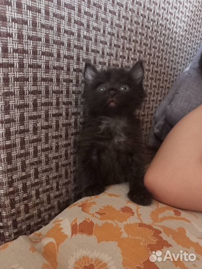 Пушистик черный пацан